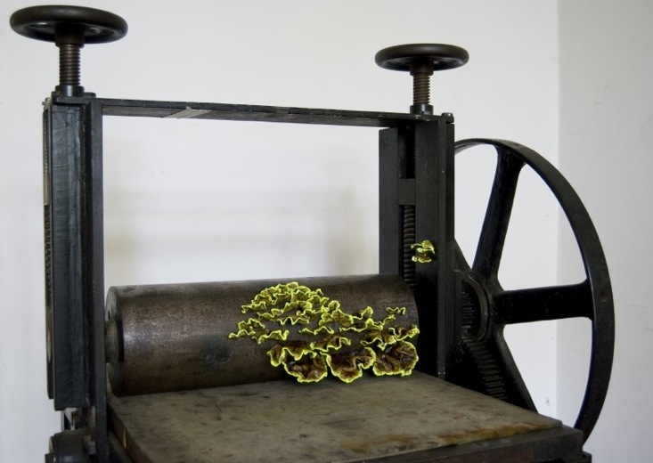 Szenteleki, Gábor: Printing press mushroom