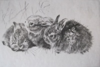 Csergezán, Pál: Rabbits